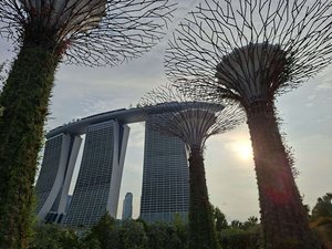 SSI-25_Supertrees